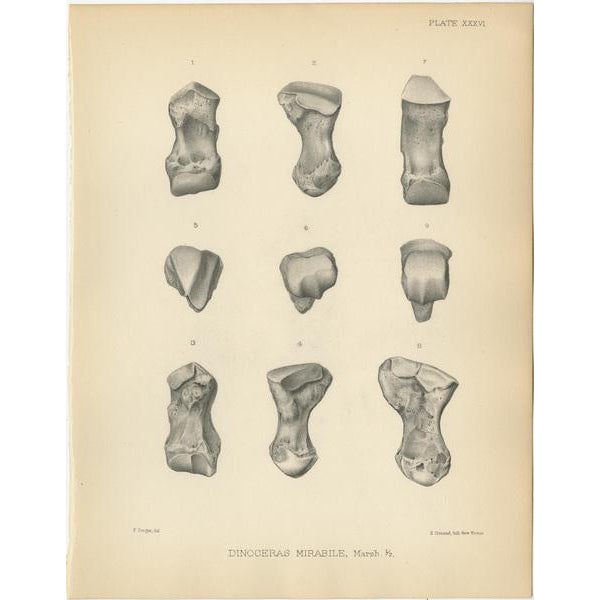 Marsh, Paleontology Illustrations of a Dinoceras Mirabile, 1886, Prints, Set of 3 For Sale - Image 3 of 5