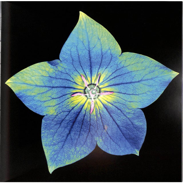 "Botanica" 2005 Schatz, Howard (Signed) For Sale - Image 10 of 12