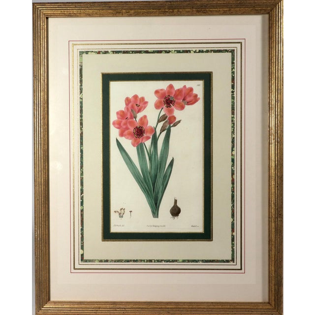 English Botanical Hand-Colored Copperplate Engraving of Heart-Leaved Lychnidea and Streptanthera Cuprea by Edward Dalton Smith For Sale - Image 3 of 15