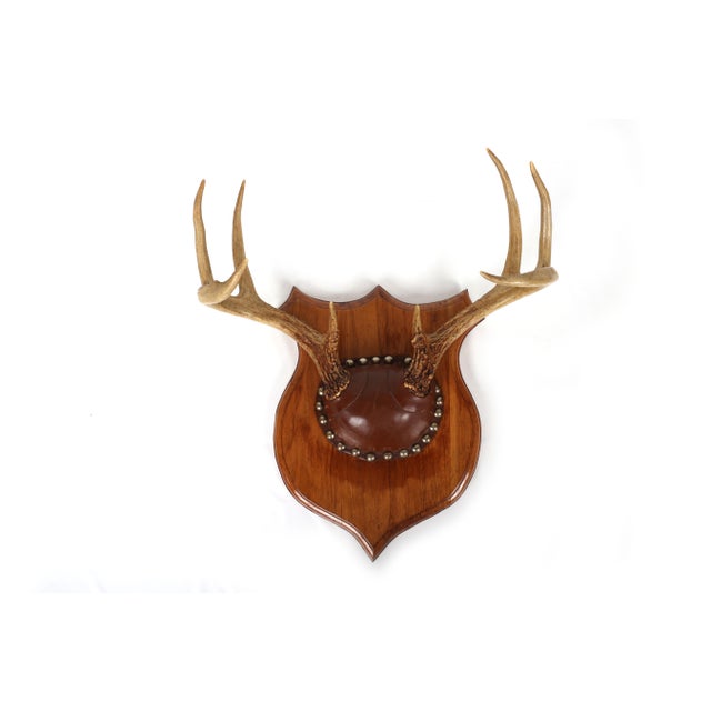 Set of 4 Vintage Mounted Deer Antlers With Leather and Brass Tacks For Sale - Image 6 of 15