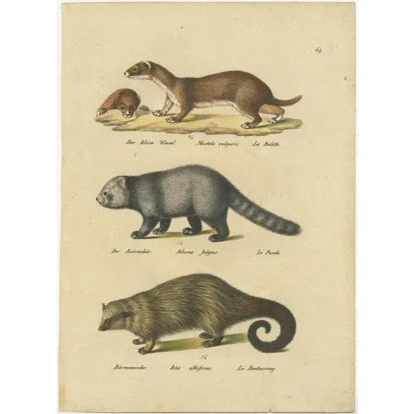 Antique print titled 'Das kleine Wiesel (.) - Der Katzenbär (.) - Bärenmarder (.)'. Original antique print of a small...