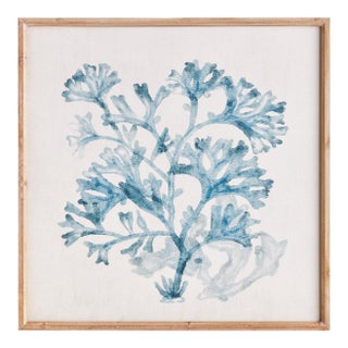 Translucent Coral Print For Sale