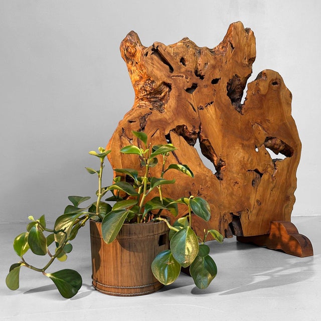 Japanese Keyaki Zelkova Root Wood Decoration, 1900s For Sale - Image 5 of 15