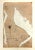 Artist:Egon Schiele Country:Austria Title:Female torso Medium:Lithograph -24 Marks:Signed in plate Printed:1968 by Max...