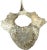 Fossilized Whale Vertebrae #15 For Sale In Tampa - Image 6 of 7