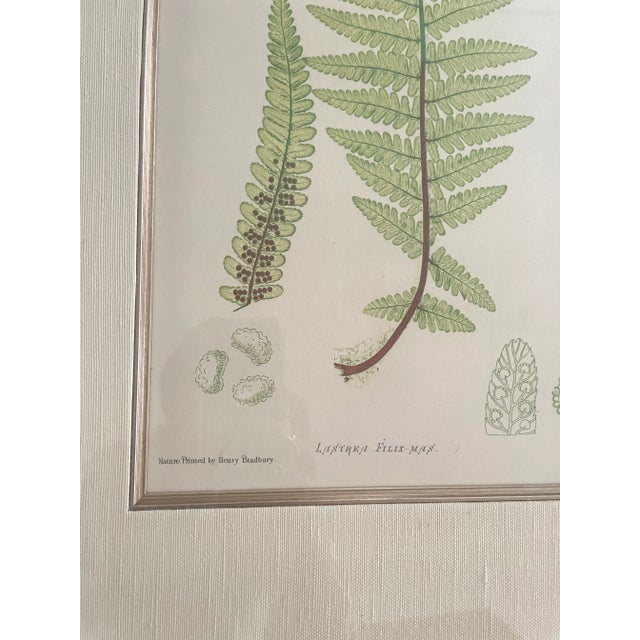 Wood Vintage Henry Bradbury Fern Print, Framed For Sale - Image 7 of 11