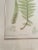 Wood Vintage Henry Bradbury Fern Print, Framed For Sale - Image 7 of 11