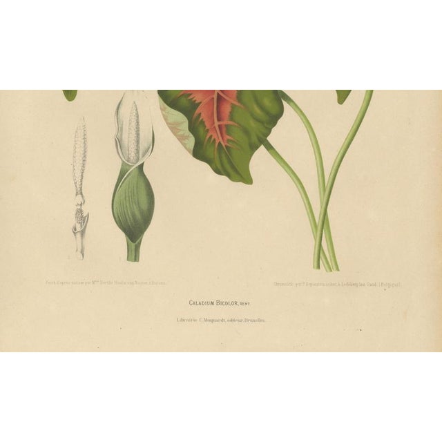 Berthe Hoola van Nooten, Heart of Jesus Caladium, 1880, Chromolithograph For Sale - Image 10 of 11