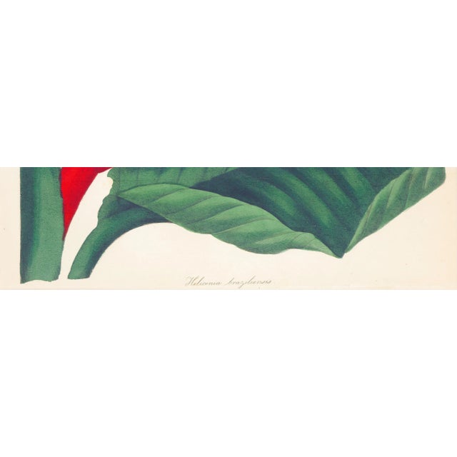 Framed 1836 Paxton Heliconia Braziliensis (Brazilian Heliconia, Bird of Paradise) Flower Engraving For Sale - Image 4 of 4
