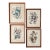 Set of 4 Vintage Wood Framed Arthur Singer Bird & Botanical Prints For Sale