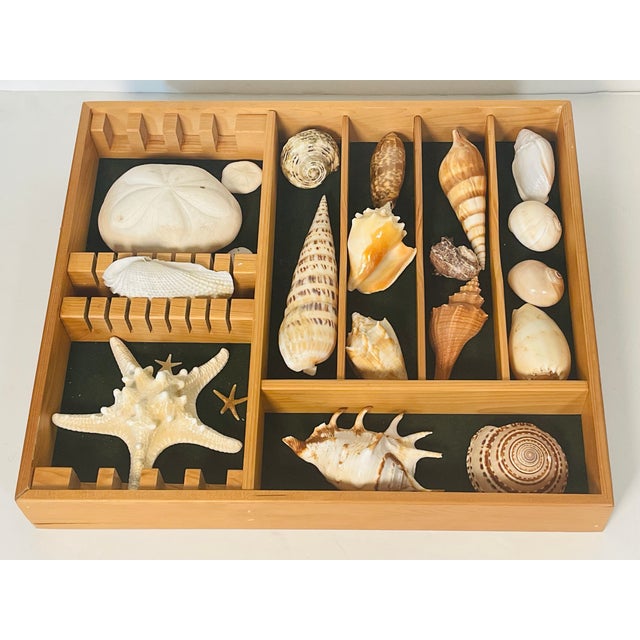 Great Sea Shell Marine Specimens Collection in Wood Tray For Sale In Miami - Image 6 of 8