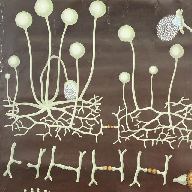 A classical pull-down Jung Koch Quentell wall chart showing mildew. Used as teaching material in German schools. Colorful...