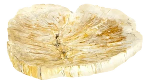 Petrified Wood Round Shape Tan & Amber Oval Bowl Dish Large Plate Ashtray