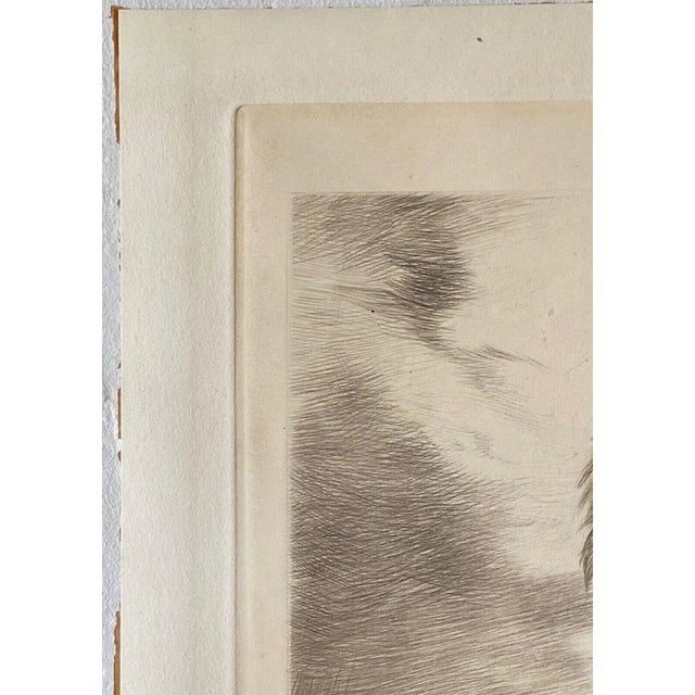 Curt Meyer-Eberhardt (1895–1977) Portrait of an Eagle Etching With Aquatint, C. 1930s For Sale - Image 4 of 12