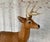 Tan Life-Size Cast Concrete Deer Sculpture, Rustic Garden Accent For Sale - Image 8 of 8