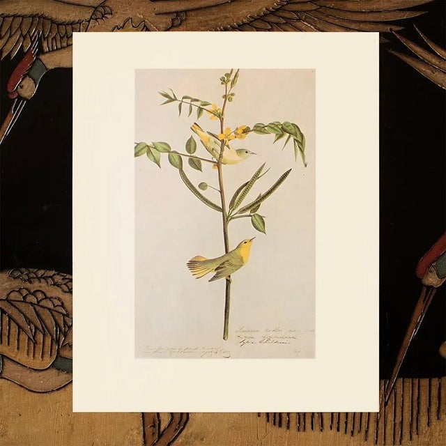 1966 Vintage Cottage Print "Louisiana Warbler" After John James Audubon For Sale In Dallas - Image 6 of 7