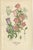 Late 19th Century Cornflower and Immortelle and Canterbury Bells, 1897, Paper, Set of 3 For Sale - Image 5 of 6