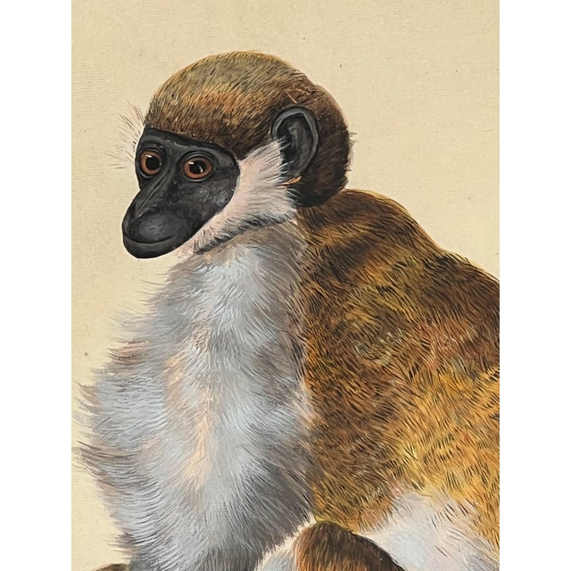 Peter Paillou Early Naturalistic Wildlife Animal Rendering of a Possible Capuchin Monkey, Mid 18th Century For Sale In Houston - Image 6 of 8