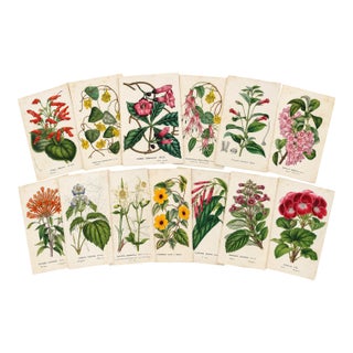 14 Van Houtte Botanicals! Hand Color c.1853 Set A For Sale