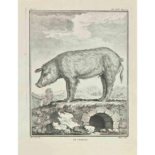 Le Verrat is an etching realized by Jean Gullaume Moitte in 1771. The artwork Belongs to the suite "Natural, general and...
