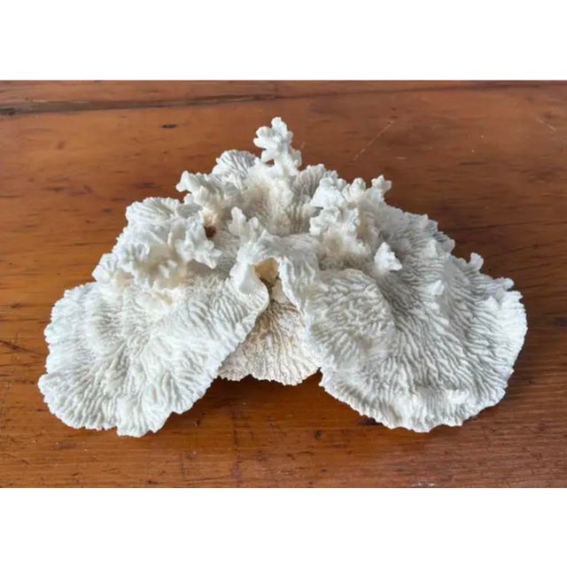 Natural White Coral Reef Specimen #7 For Sale - Image 9 of 10