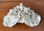 Natural White Coral Reef Specimen #7 For Sale - Image 9 of 10