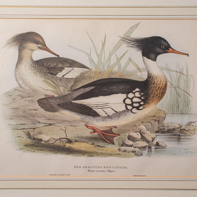 Mid 19th Century Pair of Antique Duck Pictures, Framed Wildlife Art Prints, Lithograph, Victorian For Sale - Image 5 of 12