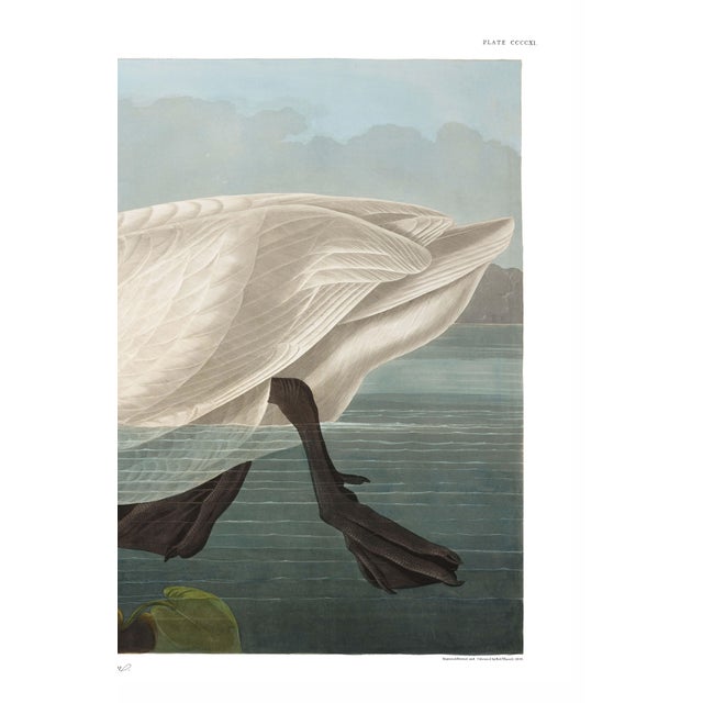 Not Yet Made - Made To Order Common American Swan, Museum Style Audubon Bird Print, 24" X 16" For Sale - Image 5 of 10
