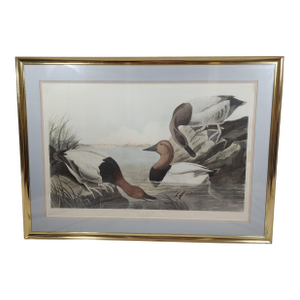 4' X 3' Framed Audubon "Canvas-Backed Duck" - Plate 301 in Gilt Frame - Birds of America