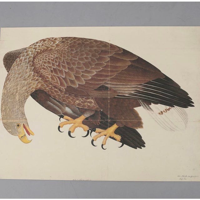 Traditional Olof Rudbeck, Swedish 18th C., Monumental Bird Portfolio, 35 Images in Modern Facsimile, Published by René Coeckelbergh For Sale - Image 3 of 6