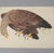 Traditional Olof Rudbeck, Swedish 18th C., Monumental Bird Portfolio, 35 Images in Modern Facsimile, Published by René Coeckelbergh For Sale - Image 3 of 6