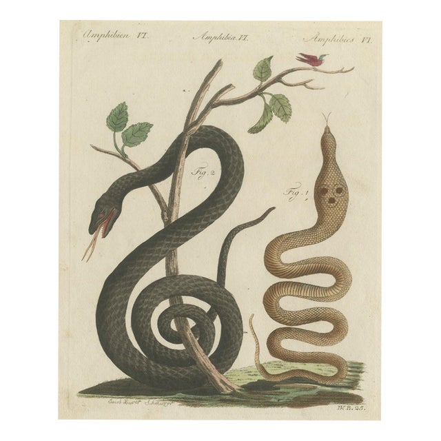 Bertuch, Black Snake with Hummingbird, 1805, Print For Sale