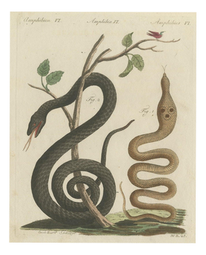 Bertuch, Black Snake with Hummingbird, 1805, Print
