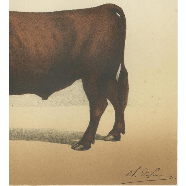 Borie, Salers Ox, French Cattle Breed, 1863, Chromolithograph For Sale - Image 6 of 9