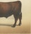 Borie, Salers Ox, French Cattle Breed, 1863, Chromolithograph For Sale - Image 6 of 9