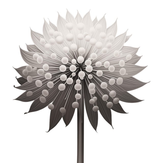 FREE SHIPPING FOR A LIMITED TIME ONLY! 'Allium Ostrowskianum' - Black and White Photography Print after an Original...