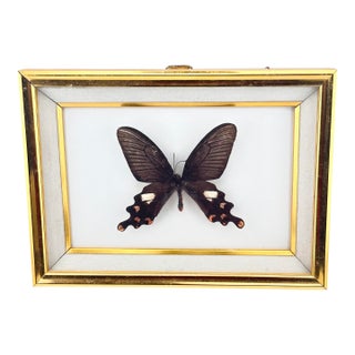 Vintage Real Framed Common Windmill Butterfly Taxidermy Specimen Byasa Polyeuctes For Sale