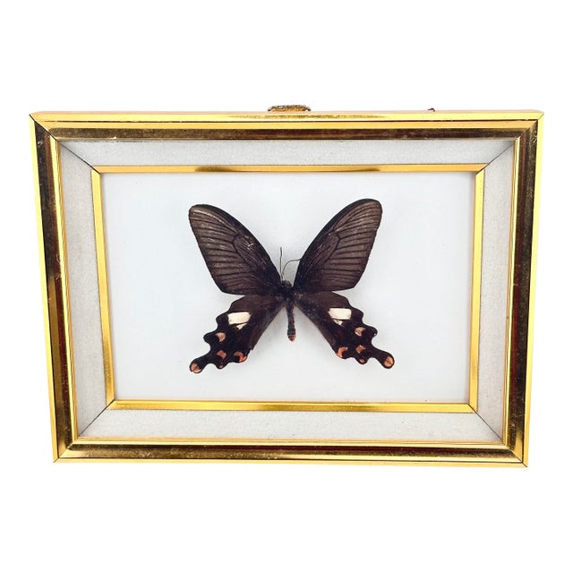 Vintage Real Framed Common Windmill Butterfly Taxidermy Specimen Byasa Polyeuctes For Sale