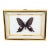 Vintage Real Framed Common Windmill Butterfly Taxidermy Specimen Byasa Polyeuctes For Sale