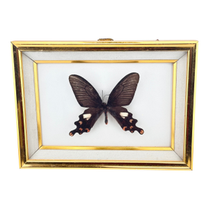 Vintage Real Framed Common Windmill Butterfly Taxidermy Specimen Byasa Polyeuctes