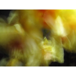 Contemporary Abstract Fine Art Flower Photographic Print For Sale