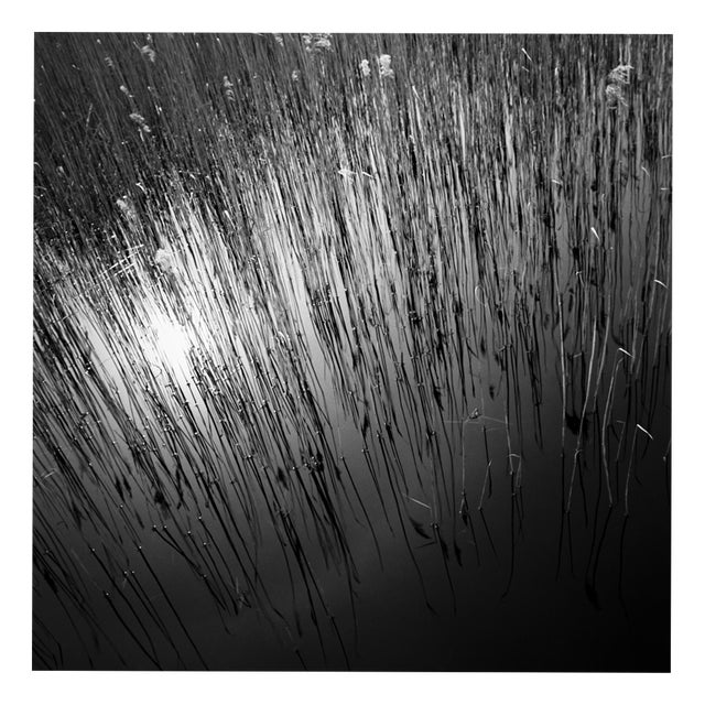 Paul Cooklin, Water Reeds, Lopham Fen, Suffolk, Edition of 50 For Sale