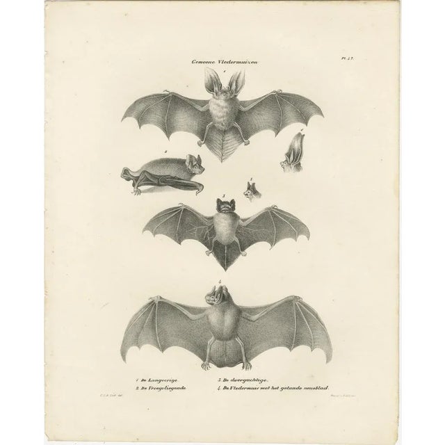 Anatomical Studies of Bats, 1836, Lithographs on Paper, Set of 2 For Sale - Image 3 of 11