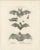 Anatomical Studies of Bats, 1836, Lithographs on Paper, Set of 2 For Sale - Image 3 of 11