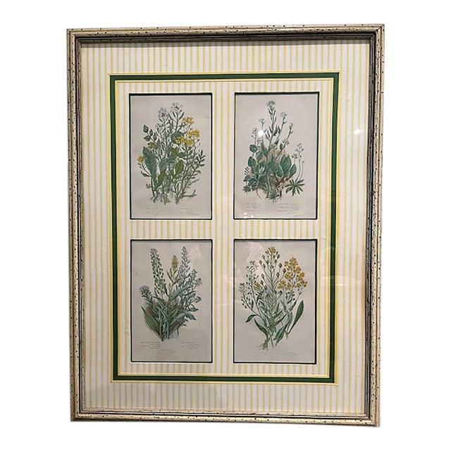 Four Vintage Botanical Prints Exquisitly Framed & Matted For Sale