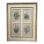 Four Vintage Botanical Prints Exquisitly Framed & Matted For Sale