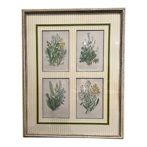 Four Vintage Botanical Prints Exquisitly Framed & Matted