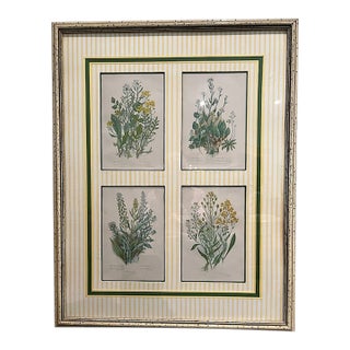 Four Vintage Botanical Reproduction Prints Exquisitly Framed For Sale