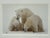 White Thomas Mangelsen Images of Nature Collection of Polar Expressions Photography, Signed For Sale - Image 8 of 12