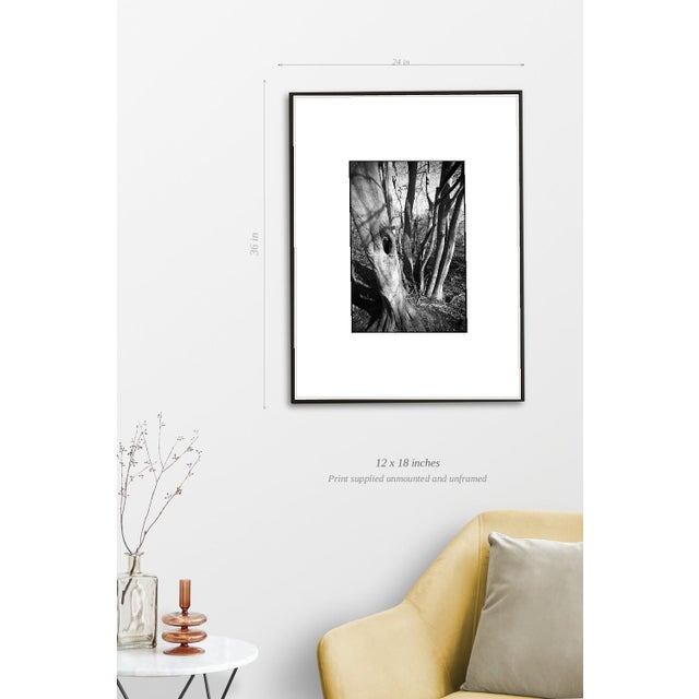 Paul Cooklin, Shadowed Tree, Edition of 50 For Sale - Image 4 of 7